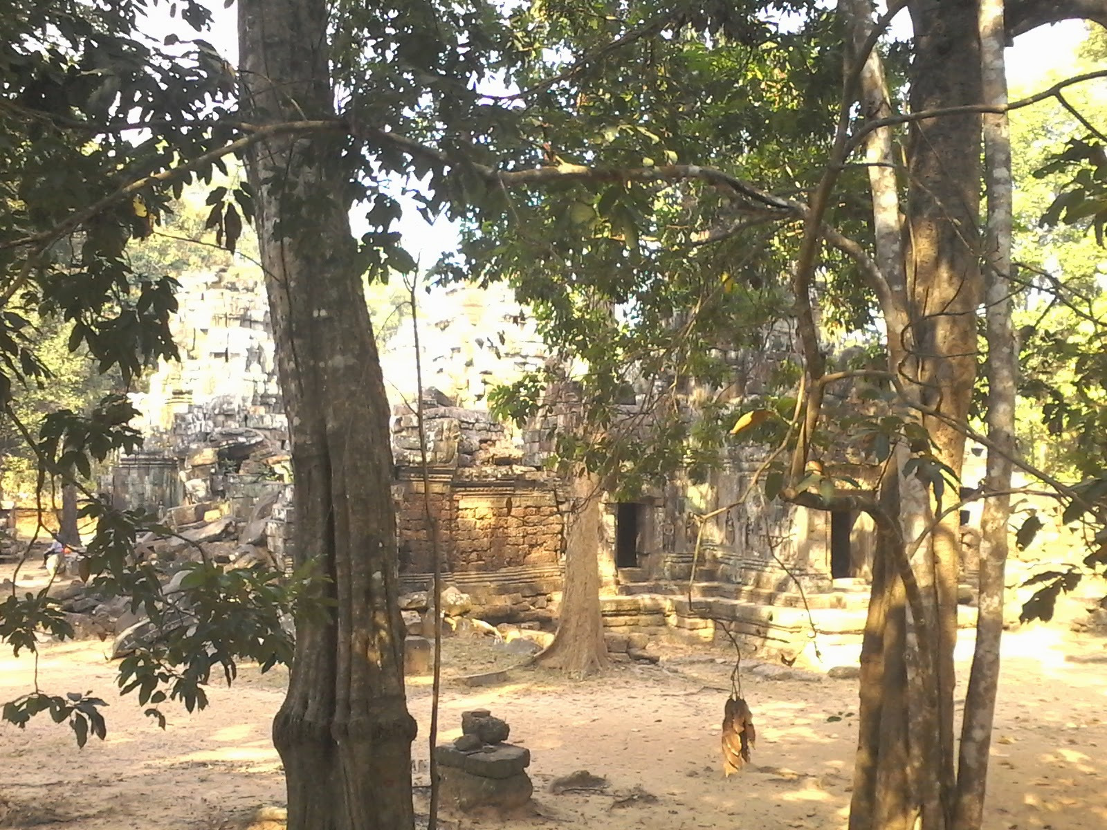 Arbres et temple à Angkor