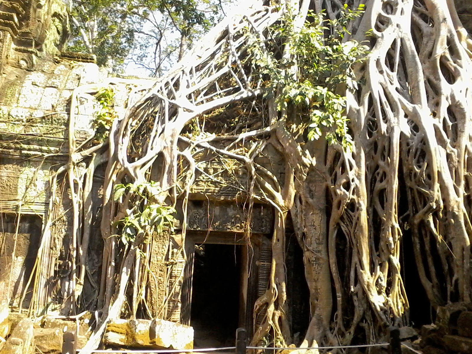 Arbre sur temple à Angkor