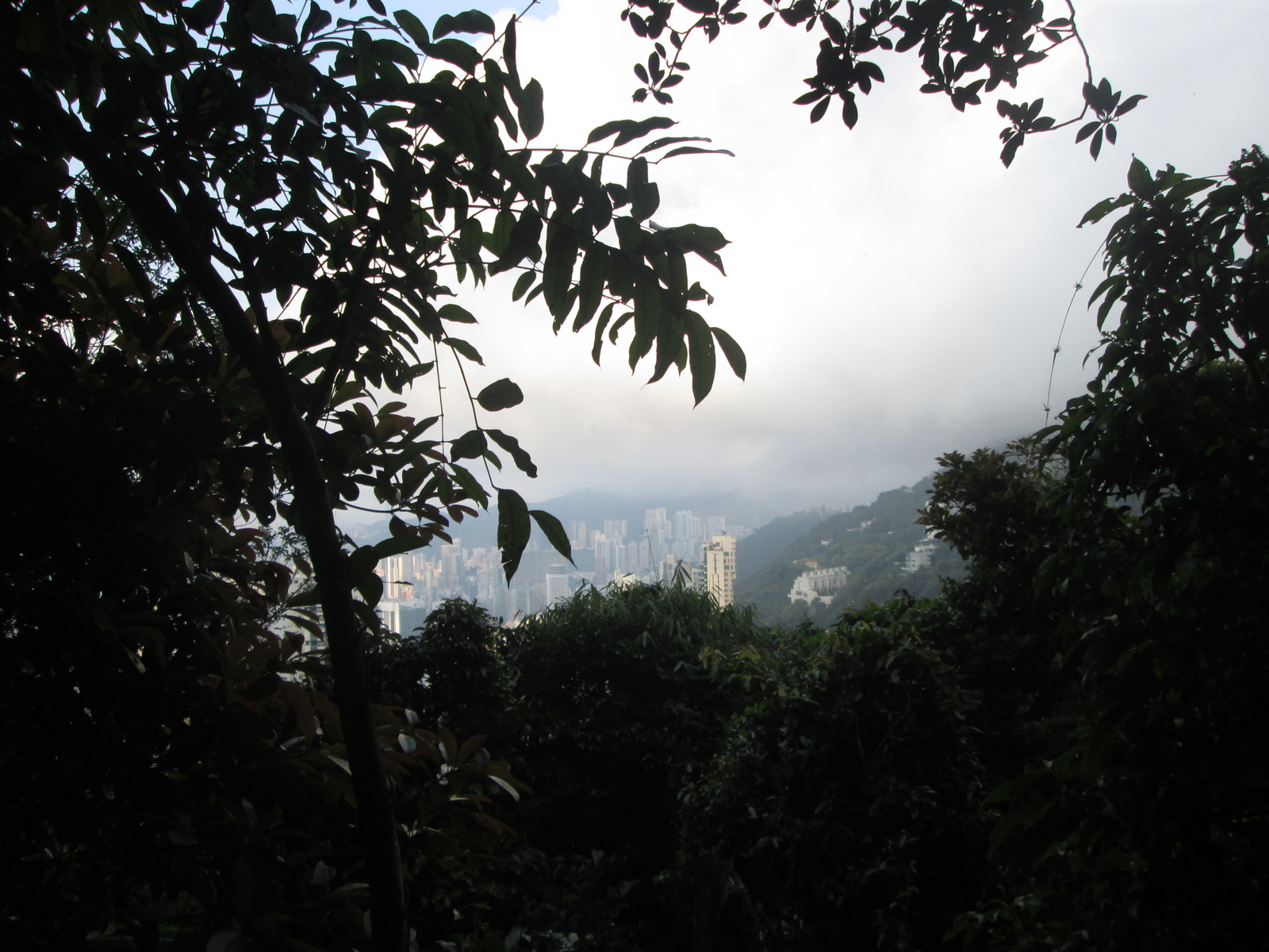 Forêt et ville à Hong Kong